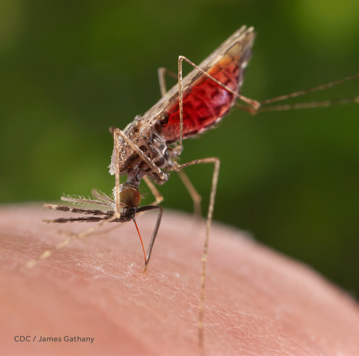 What need to know about Malaria?